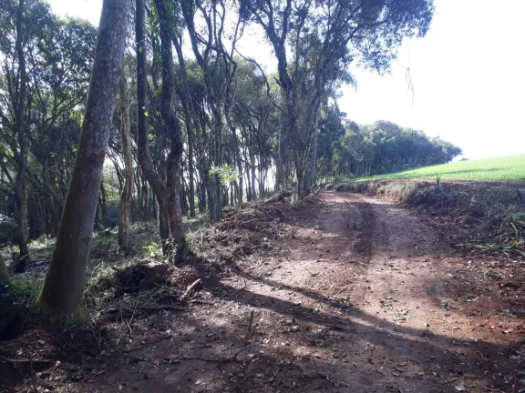 Imagem Chácara à venda em Campo Largo/PR