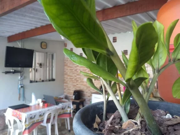 Imagem Chácara à venda, 2057002 m² por R$ 7.000.000 - Baruel - Suzano