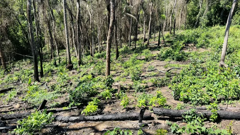 Imagem Terreno à venda em Estância Santa Maria do Laranjal, Atibaia - SP