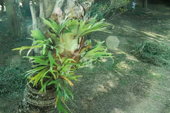 Imagem Linda Chácara em Itupeva