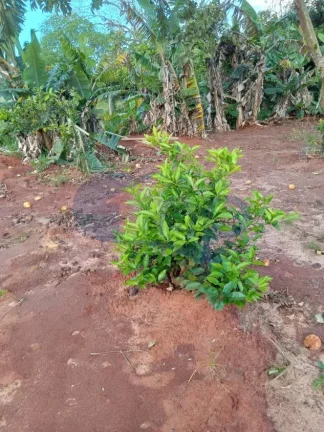 Imagem Casa á venda com 2 dormitórios no São Braz em Torres/RS