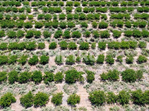 Imagem Fazenda à venda, 14,5 hc produzindo caju, goiaba e sapota.