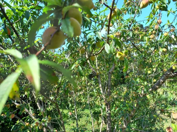 Imagem Chácara para Venda em Quitandinha, Zona Rural
