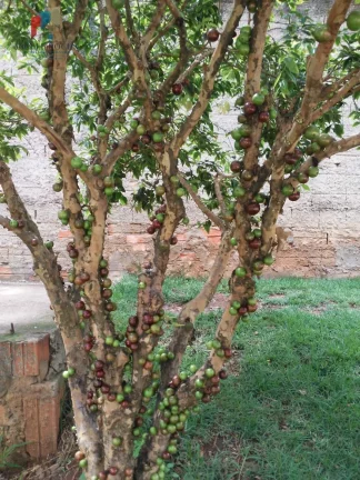 Imagem Chácara a venda Cesário Lange SP