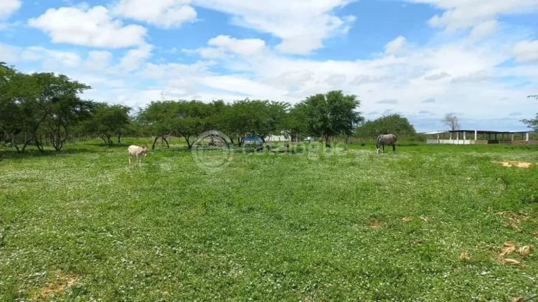 Imagem Fazenda à venda em Jandaíra - 300 hectares com alto potencial produtivo