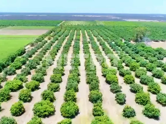 Imagem Fazenda à venda com 12 hectares de manga em produção, CASA NOVA - BA