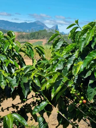Imagem FAZENDA RURAL em DOMINGOS MARTINS - ES, DOMINGOS MARTINS