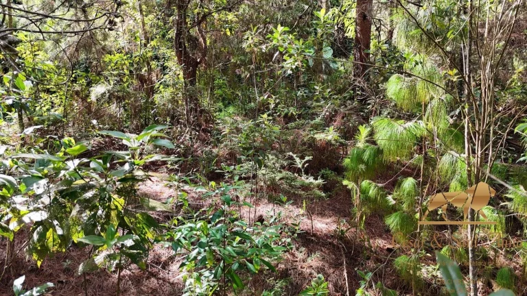 Imagem Terreno a venda em Campos do Jordão