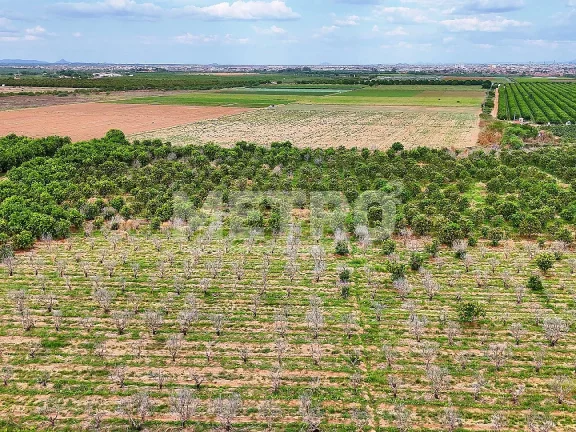 Imagem Fazenda com 116ha, Casa, Galpão, 25ha plantados e mais 32 prontos para plantar