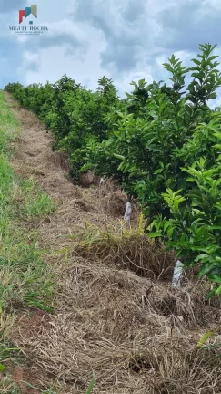 Imagem Fazenda região de Araraquara SP