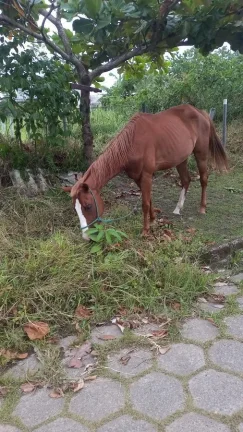 Imagem Casa para Venda em Itanhaém, Jardim Regina, 3 dormitórios, 1 suíte, 2 banheiros, 4 vagas