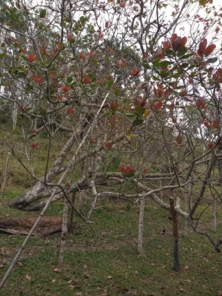 Imagem Sítio para Venda por R$600.000,00 com 3 dormitórios na casa sede, 2 casas e 2 cozinhas - Padre andre , Jacupiranga / SP - Cód. BDI28102