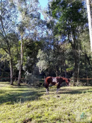 Imagem Sítio com 4 quartos, 6,3 ha, à venda em Morro Reuter - RS