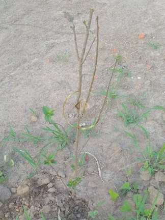 Imagem LOTES Á VENDA NO CONDOMÍNIO RECANTO DA FIGUEIRA EM JACAREÍ-SP