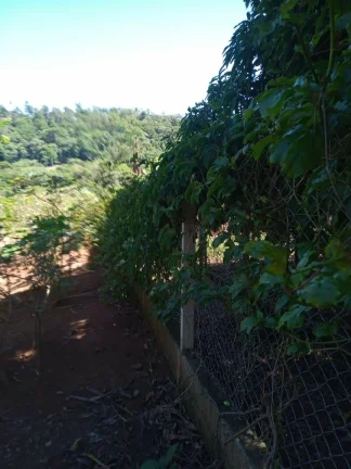 Imagem CHÁCARA FRUTÍFERA COM 1.400 M2 A VENDA NO BAIRRO BOA VISTA DO SILVA - BRAGANÇA PAULISTA