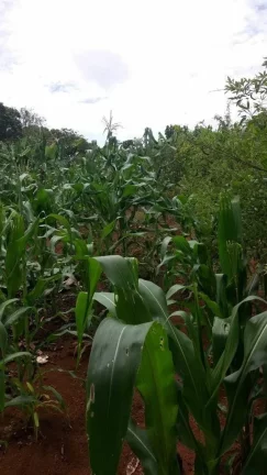 Imagem CHÁCARA FRUTÍFERA COM 1.400 M2 A VENDA NO BAIRRO BOA VISTA DO SILVA - BRAGANÇA PAULISTA