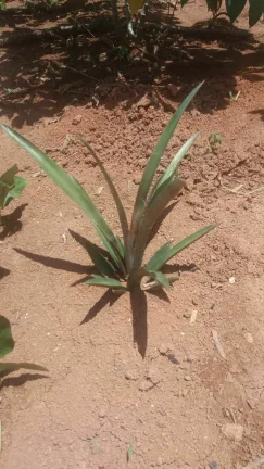 Imagem CHÁCARA FRUTÍFERA COM 1.400 M2 A VENDA NO BAIRRO BOA VISTA DO SILVA - BRAGANÇA PAULISTA