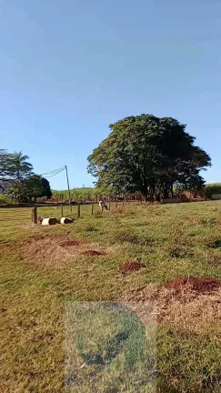 Imagem Fazenda Palmira 773 alqueires, a 60 km de Ribeirão Preto - SP, estrutura, cana e muita água - Serra Azul - SP - Brasil
