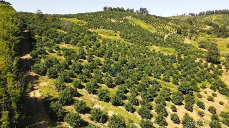 Fazenda à Venda, 6.220.000 m² em Zona Rural - São Sebastião Da Grama