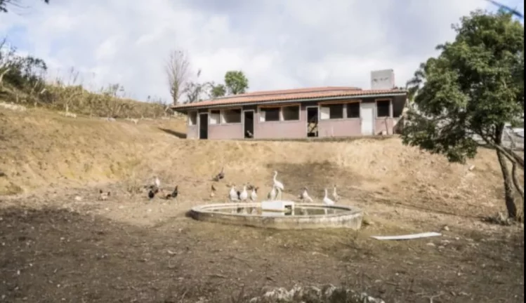 Imagem Fazenda para Venda - Roça Velha