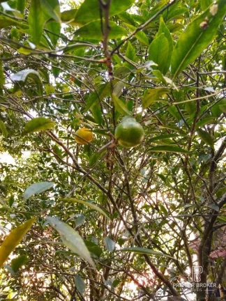 Imagem Casa à venda, 200 m² por R$ 980.000,00 - Albuquerque - Teresópolis/RJ