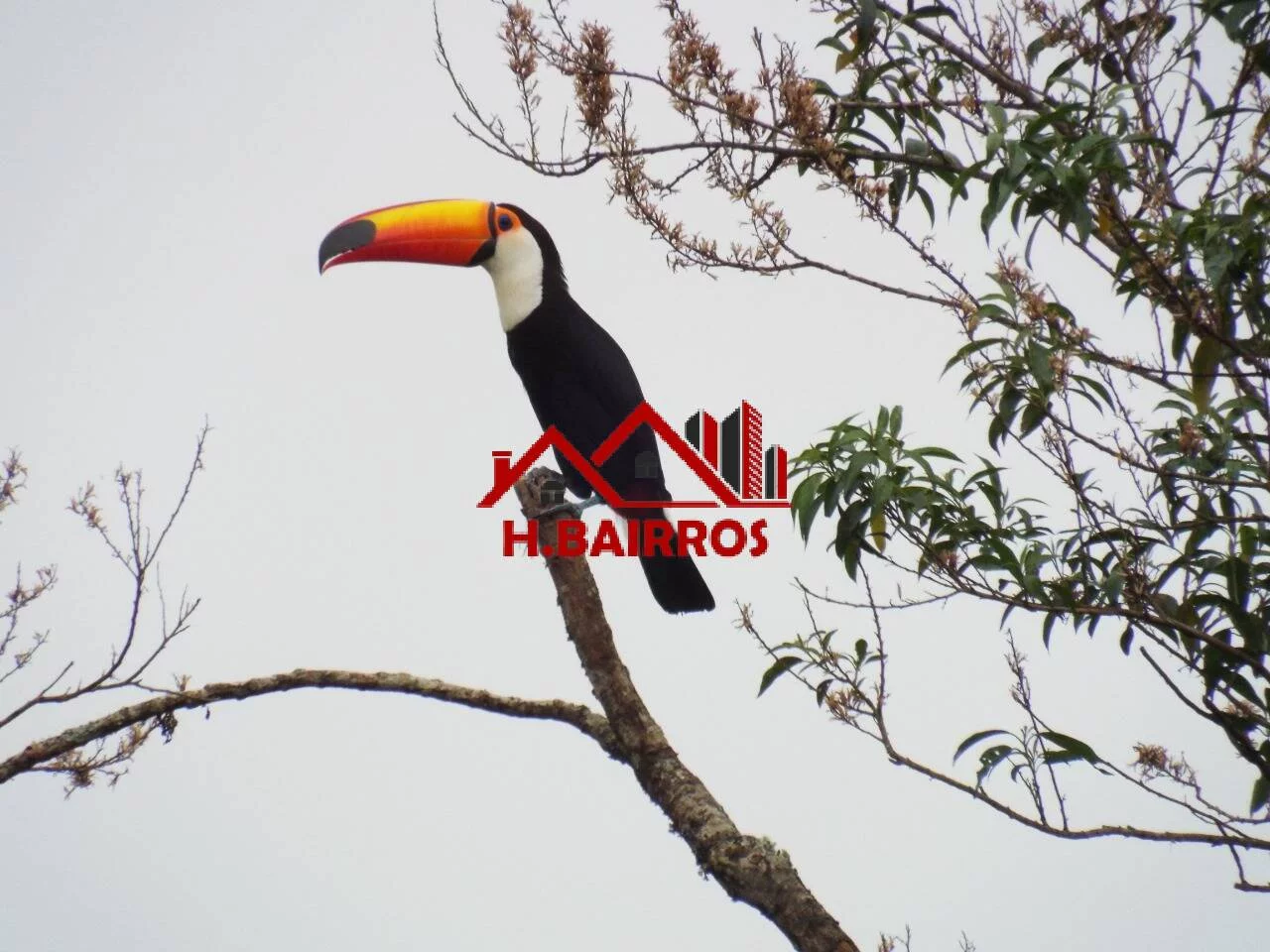 Imagem VENDE HOTEL FAZENDA EM SANTO ANTÔNIO DO PINHAL - SP