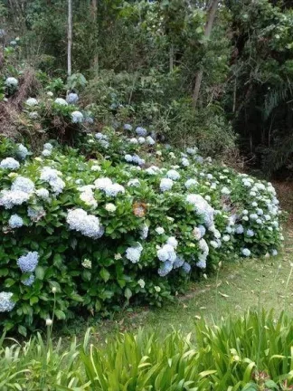 Imagem Sítio com 4 dormitórios à venda, 36000 m² por R$ 730.000,00 - Dos Tenentes - Extrema/MG