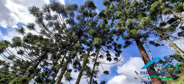 Imagem Viva o sonho na Serra da Mantiqueira neste aconchegante terreno!