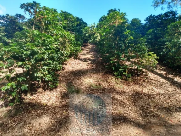 Imagem Sítio com 22.000 pés de café em Jacuí - Minas Gerais - 4 alqueires.