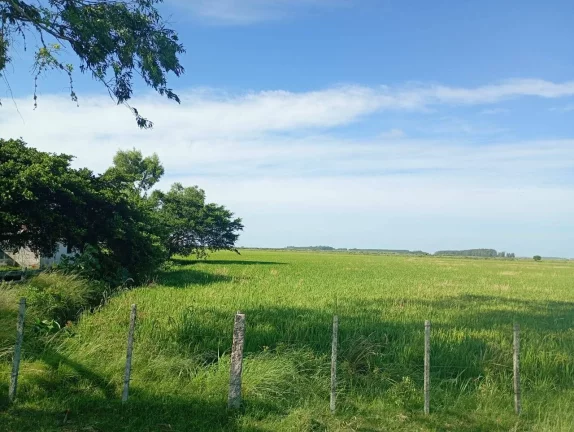 Imagem Fazenda à Venda – 173 Hectares – Arambaré/RS