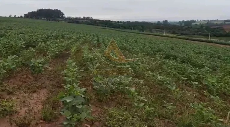 Imagem Fazenda - Casa Branca - Zona Rural