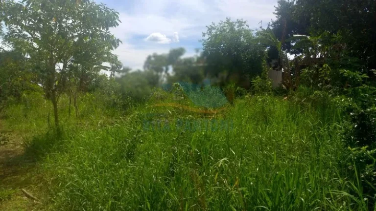 Imagem Rancho - Santo Antônio da Alegria - Poção