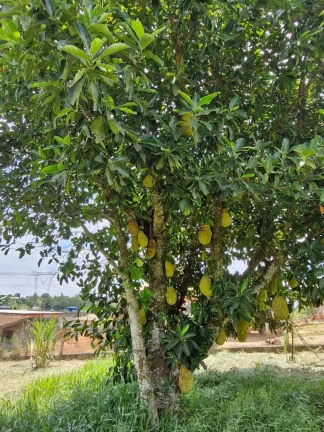 Imagem CHÁCARA NO JARDIM CANANEIA - PILAR DO SUL - SP