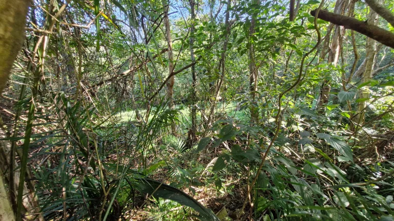 Imagem Terreno à venda no Siriú, Garopaba (SC), com 700m², leve declive e vista para o mar. A apenas 2km da praia, com água, luz e possibilidade de regulariz
