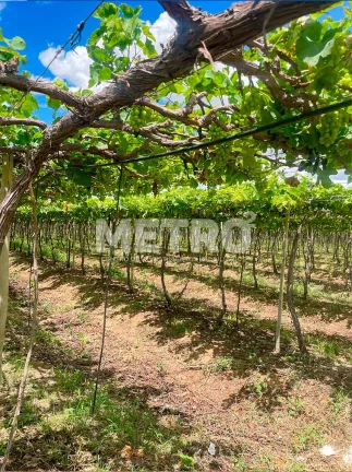 Imagem Fazenda produzindo à venda com 210 hectares, margem do Rio São Francisco- PE
