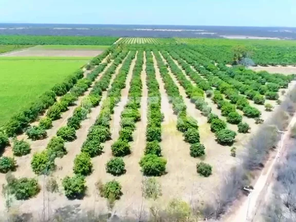 Imagem Fazenda à venda com 12 hectares de manga em produção, CASA NOVA - BA