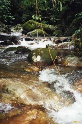 Imagem ÓTIMA OPORTUNIDADE - SÍTIO E TERRENO À VENDA - BAIRRO CORCOVADO UBATUBA/SP