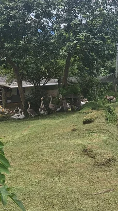 Imagem Chácara na Serra da Graciosa em frente ao Asfalto - Antonina - R$900mil