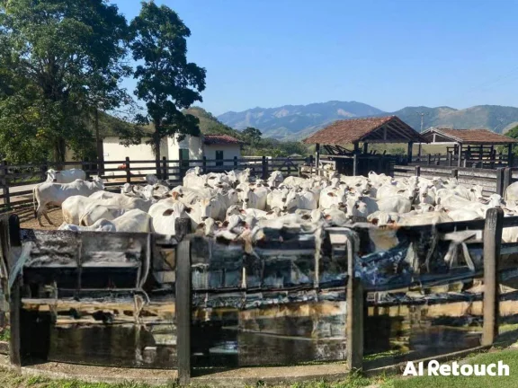 Vendo Fazenda Araruama município de Basilio com 350 cabeças de Gados