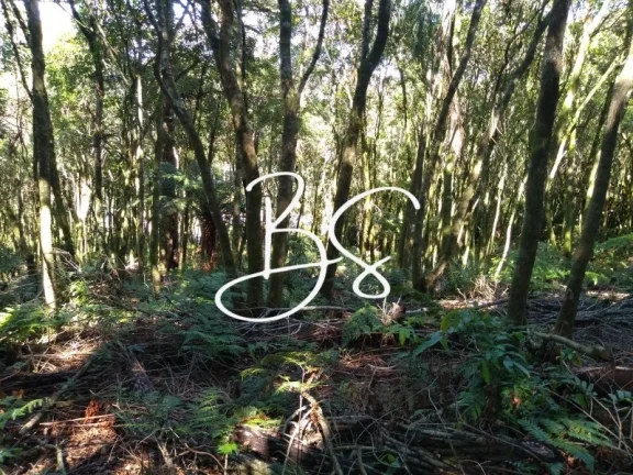 Imagem SITIO RURAL em IGREJINHA - RS, Serra Grande