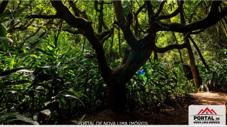 Imagem Apartamentos de 4 quartos a venda no Vale do Sereno, 163 m² 2 Suíte e 2 semi-suítes, sala com varanda e lavabo, ampla cozinha