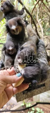 Imagem CHACARA COM PISCINA - CHAMPIRRA - JUNDIAI - SP