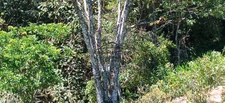 Imagem Fazenda à venda no bairro Campos Novos - Cunha/SP