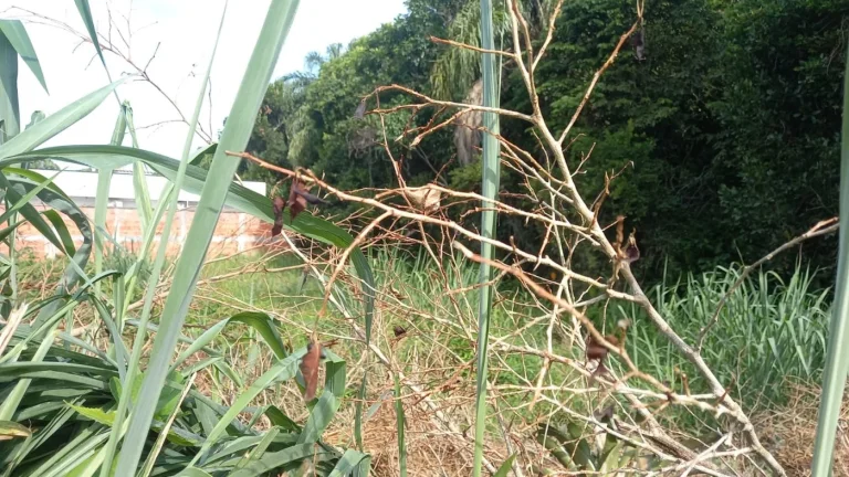 Imagem Terreno para Venda em Itanhaém, Jamaica (Praia)