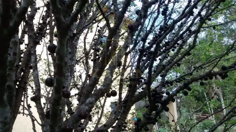 Imagem Imóvel Comercial em Chácara à Venda
