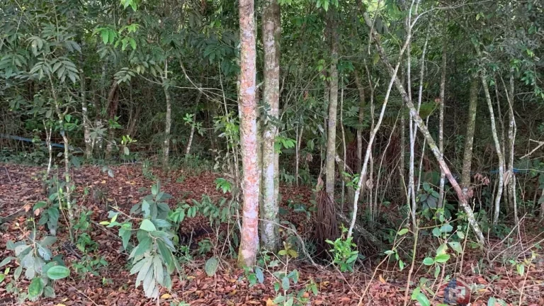 Imagem Sítio à Venda na Comunidade Caixetas – Guimarânia-MG | 11,9 Hectares com Casa de 186m² – R$ 700 Mil