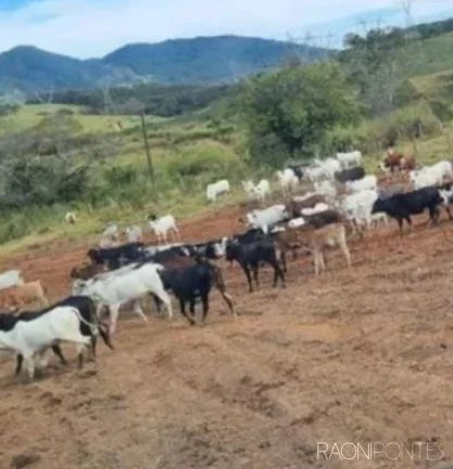Imagem Fazenda à Venda, 8.373.200 m² em Zona Rural - Jacutinga