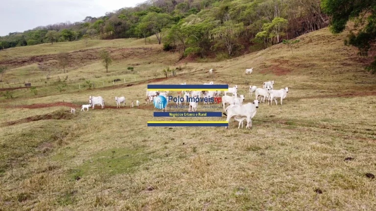 Imagem Fazenda 181 hectares montada para criação de bovinos até 220 cabeças e planta café, próximo de Altinópolis - São Paulo.