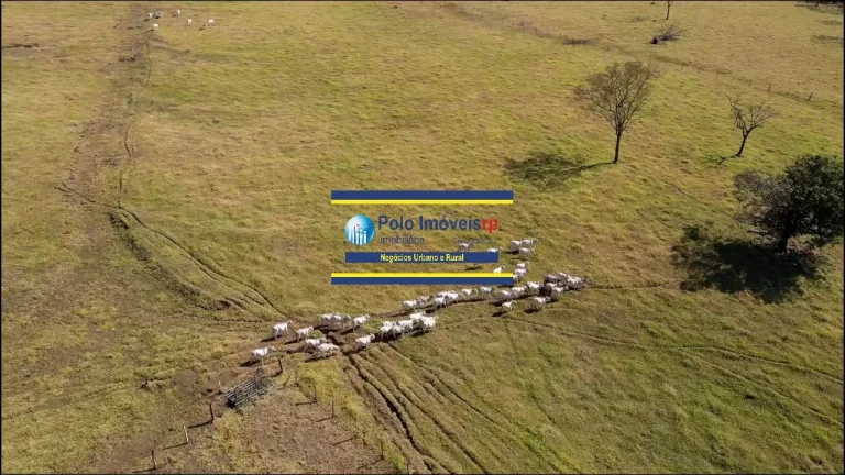Imagem Sítio 11,5 alqueires para haras, clube equitação, produtividade agrícola, região de Ribeirão Preto - São Paulo