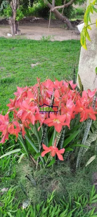 Imagem Chácara 6,12 Alqs rica dágua Piracanjuba/GO